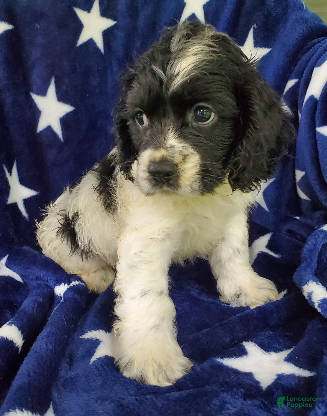 Cocker Spaniel dogs for sale: Nash - Image 21