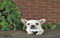 French Bulldog dogs for sale: Lily - Image 5