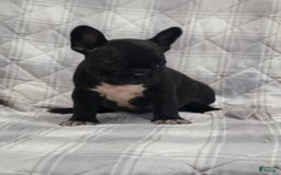 Frenchton dogs for sale: Midnight - Image 1