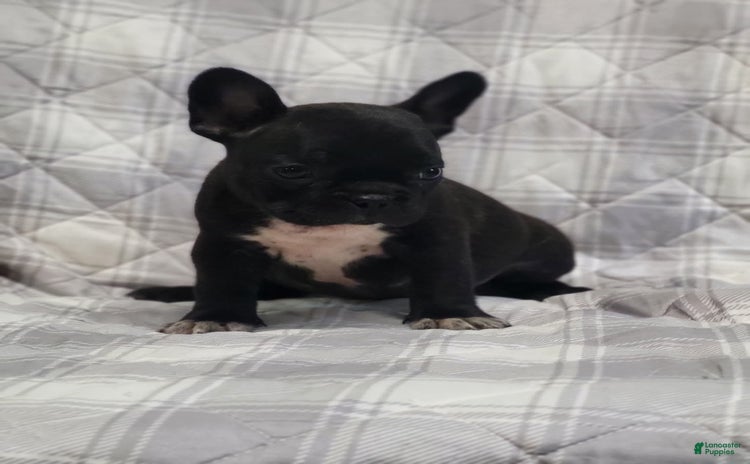 Frenchton dogs for sale - Ad 1