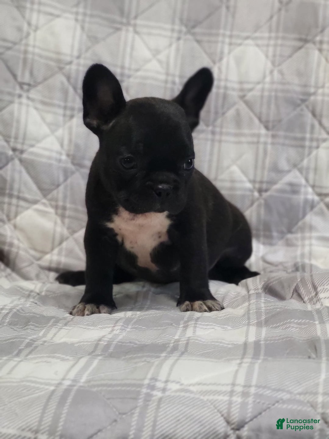 Frenchton dogs for sale: Midnight - Image 1