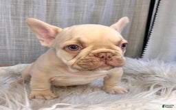 French Bulldog dogs for sale: Platinum Rojo Isabella Carrier Fluffy - Image 5