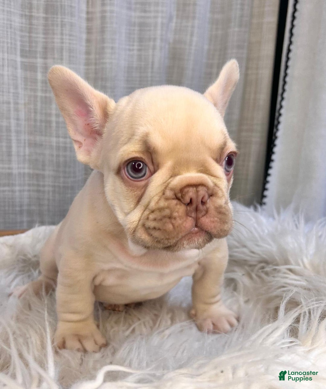 French Bulldog dogs for sale: Platinum Rojo Isabella Carrier Fluffy - Image 5