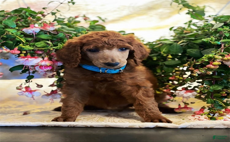 Standard Poodle dogs for sale - Ad 5