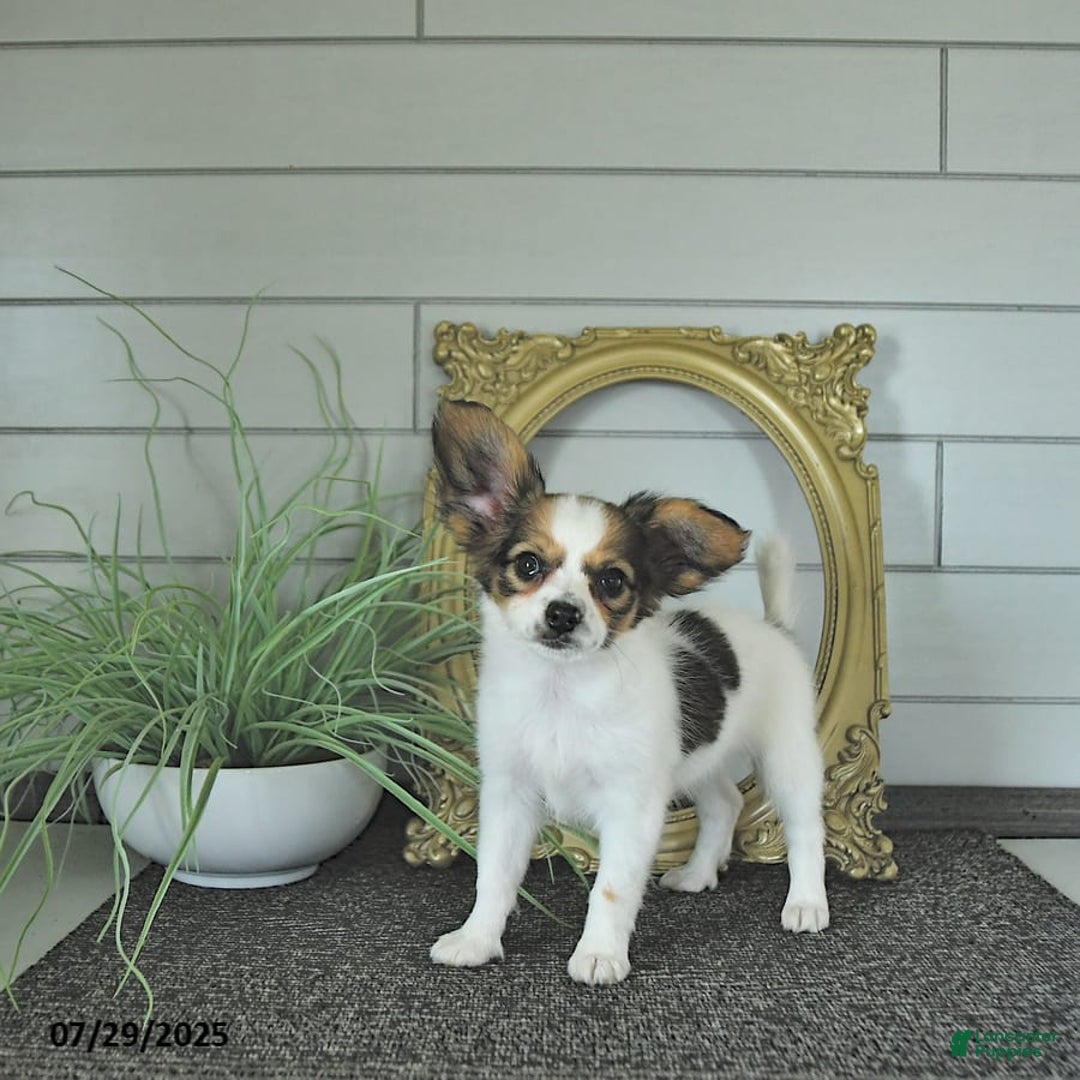 Papillon dogs for sale: Blake - Image 10