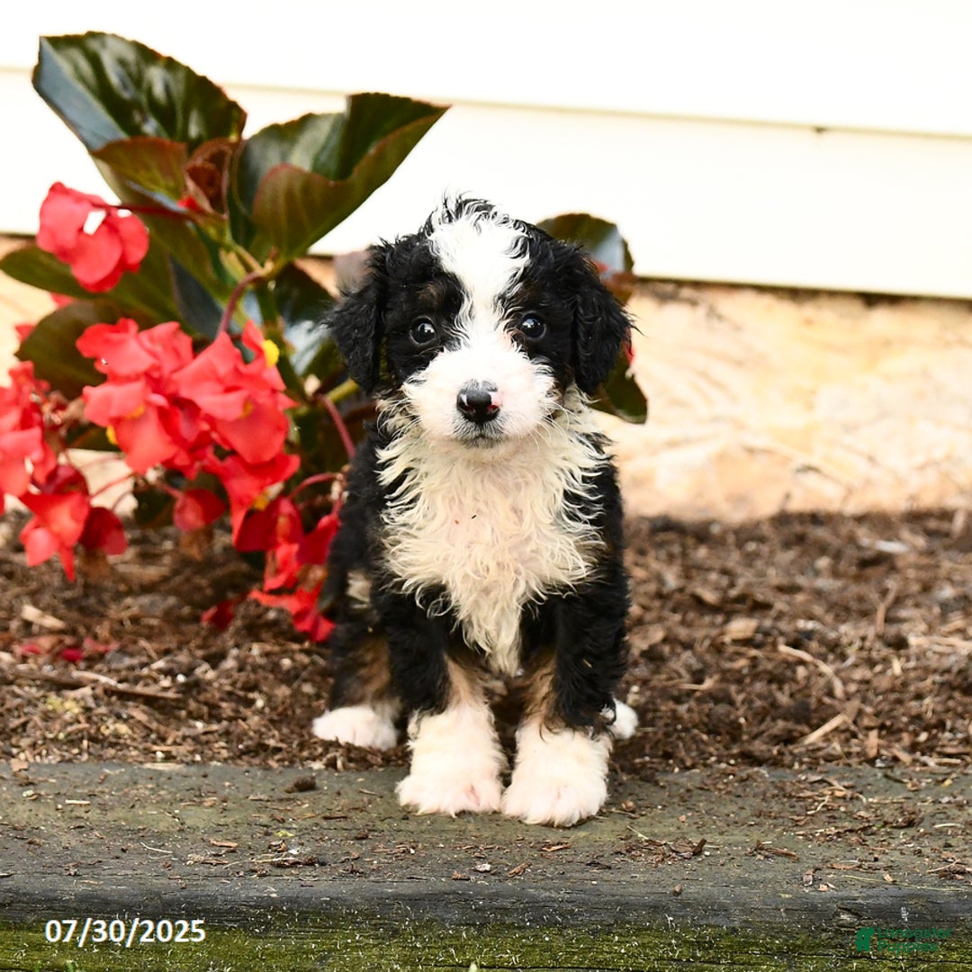 Mini Bernedoodle dogs for sale: Cinnamon - Image 3