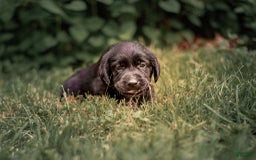 Goldador dogs for sale: Yellow - Image 5
