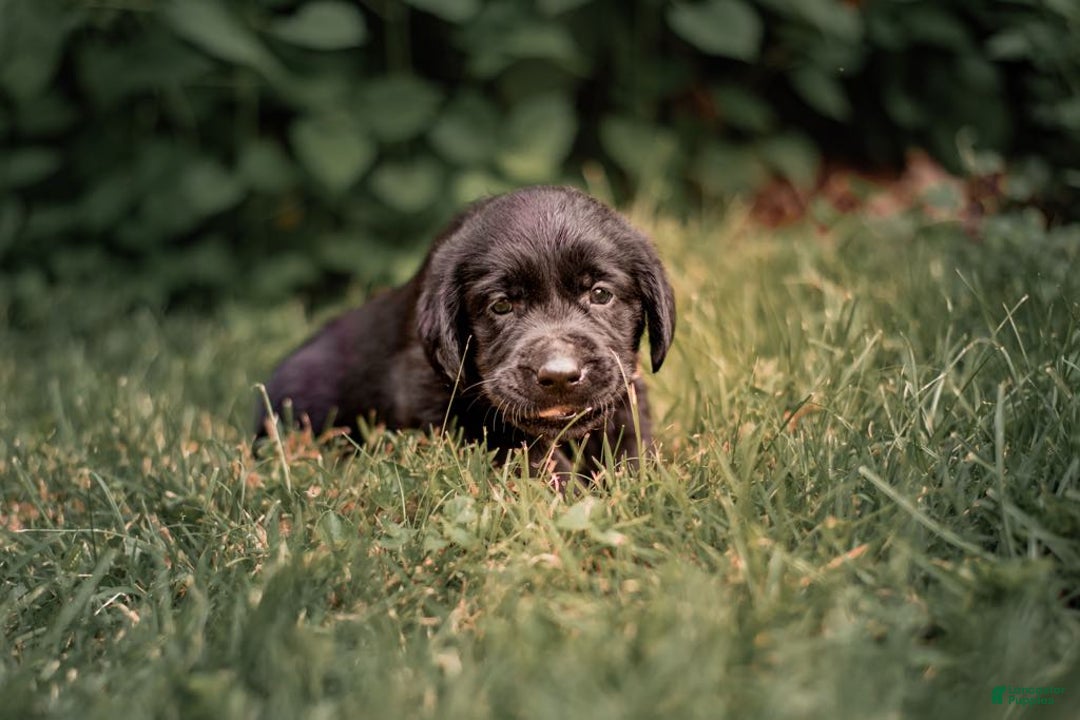 Goldador dogs for sale: Yellow - Image 5