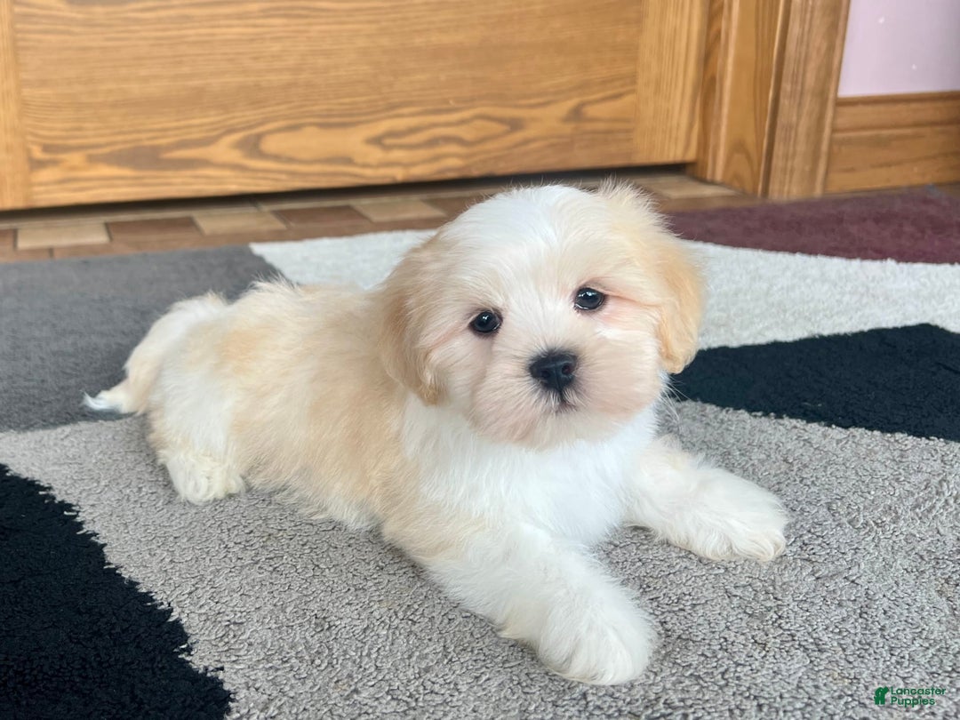 Lhasa Apso dogs for sale: Beau - Image 3