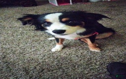 Miniature Australian Shepherd dogs for sale: Tubby - Image 2