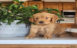 Golden Retriever dogs for sale: Dawn - Image 2