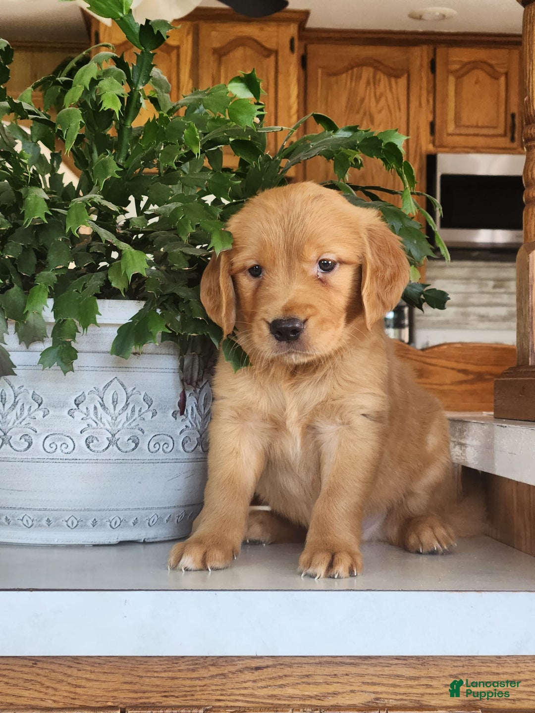 Golden Retriever dogs for sale: Dawn - Image 2