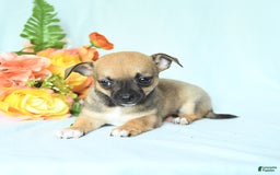 Chihuahua dogs for sale: Sage - Image 4