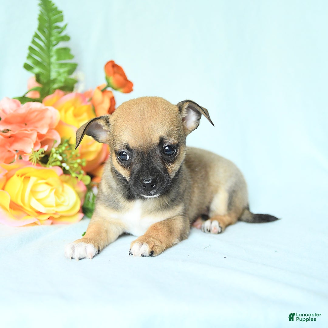 Chihuahua dogs for sale: Sage - Image 4