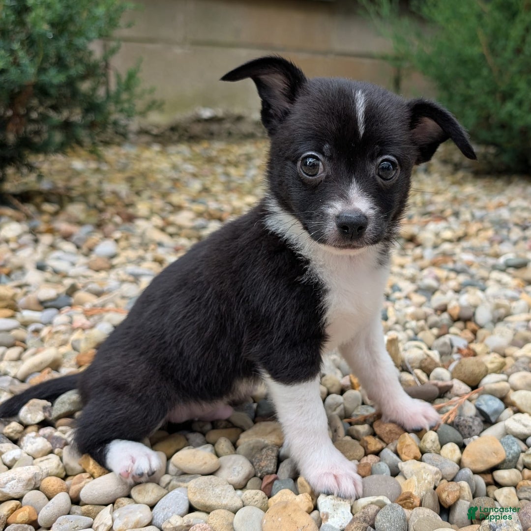 Pomchi dogs for sale: Pomchi 4 puppies - Image 4