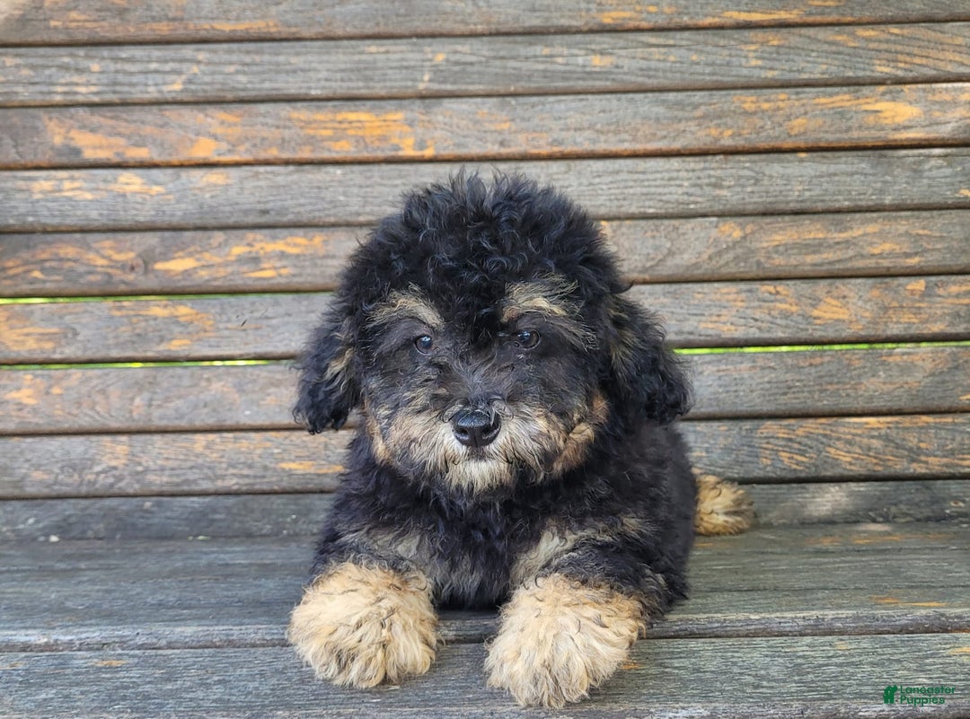 Lhasapoo dogs for sale: Mr. Bentley - Image 6