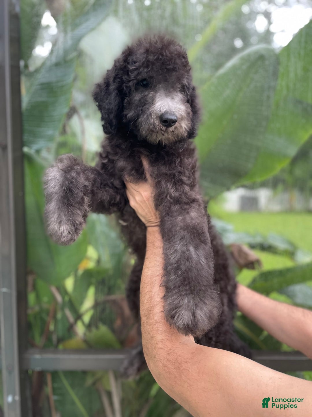 Goldendoodle dogs for sale: Milo - Image 3