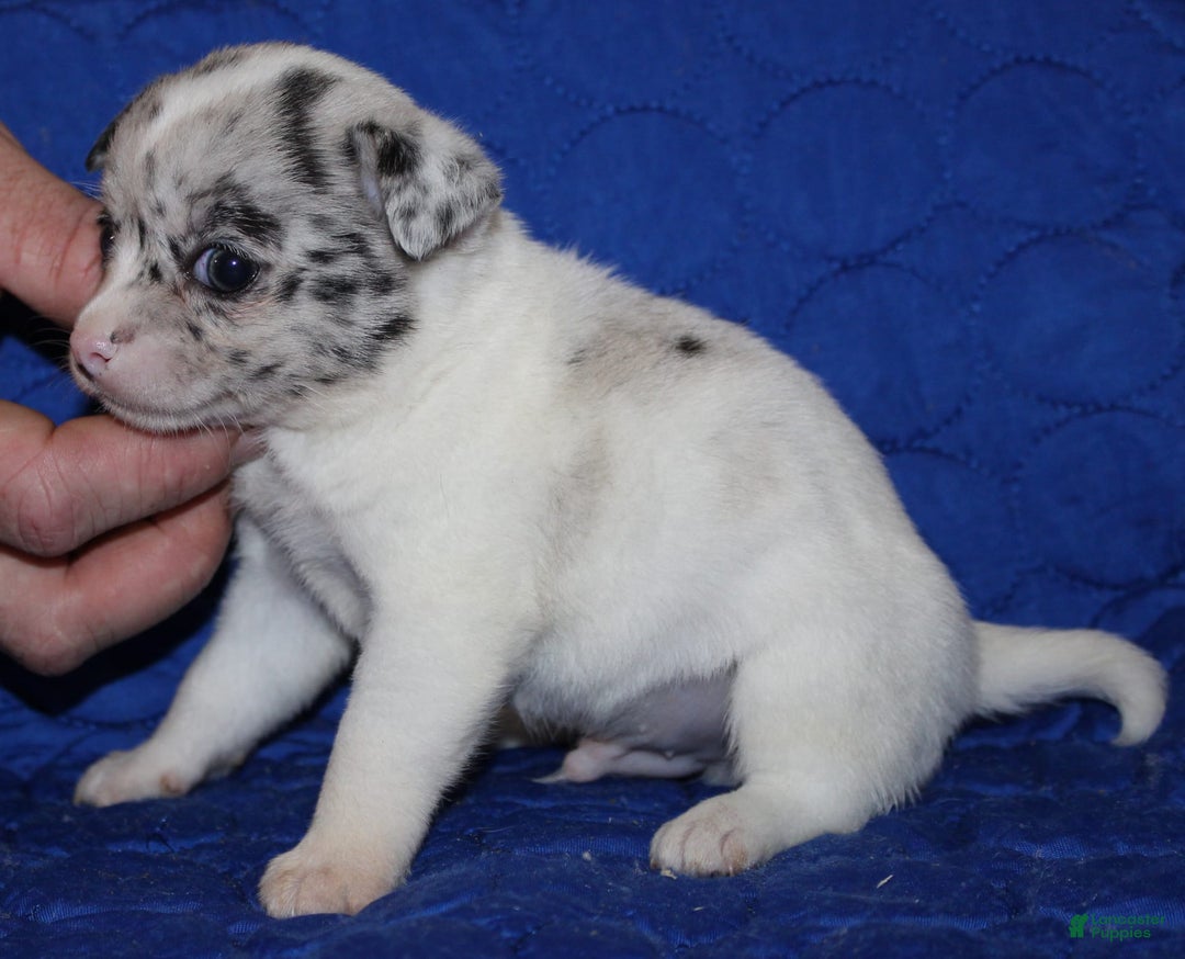 Chihuahua dogs for sale: Ian - Image 1