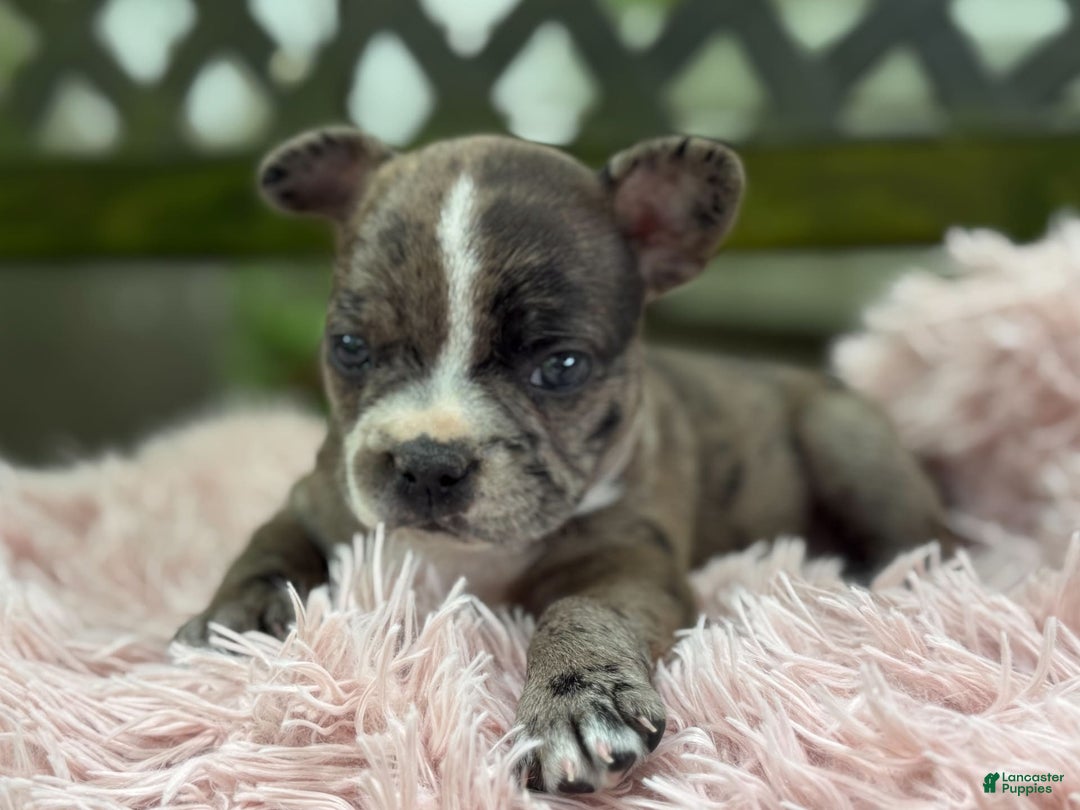 Frenchton dogs for sale: Jayna - Image 3