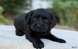 Cavapoo dogs for sale: Liam - Image 8