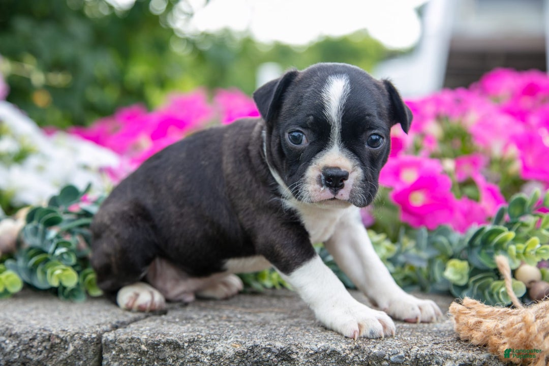 Boston Terrier dogs for sale: Marco - Image 3