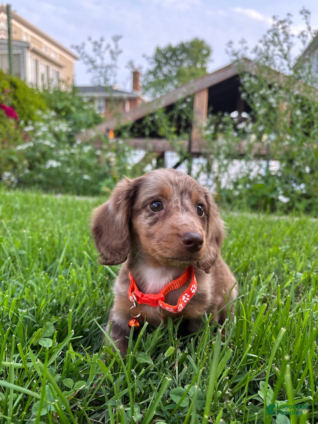 Miniature Dachshund dogs for sale: Samson - Image 3