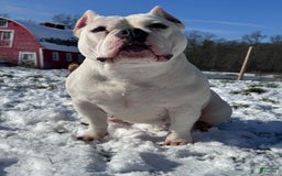 American Bully dogs for sale: Bunny - Image 5