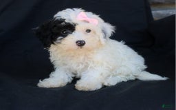 Bichpoo dogs for sale: Bichpoo 5 puppies - Image 18