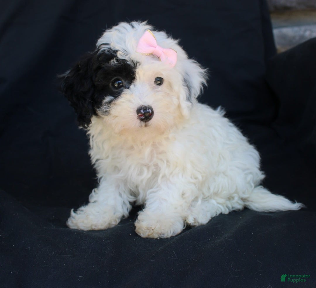 Bichpoo dogs for sale: Bichpoo 5 puppies - Image 18