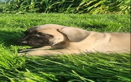 English Mastiff dogs for sale: Peanut - Image 16