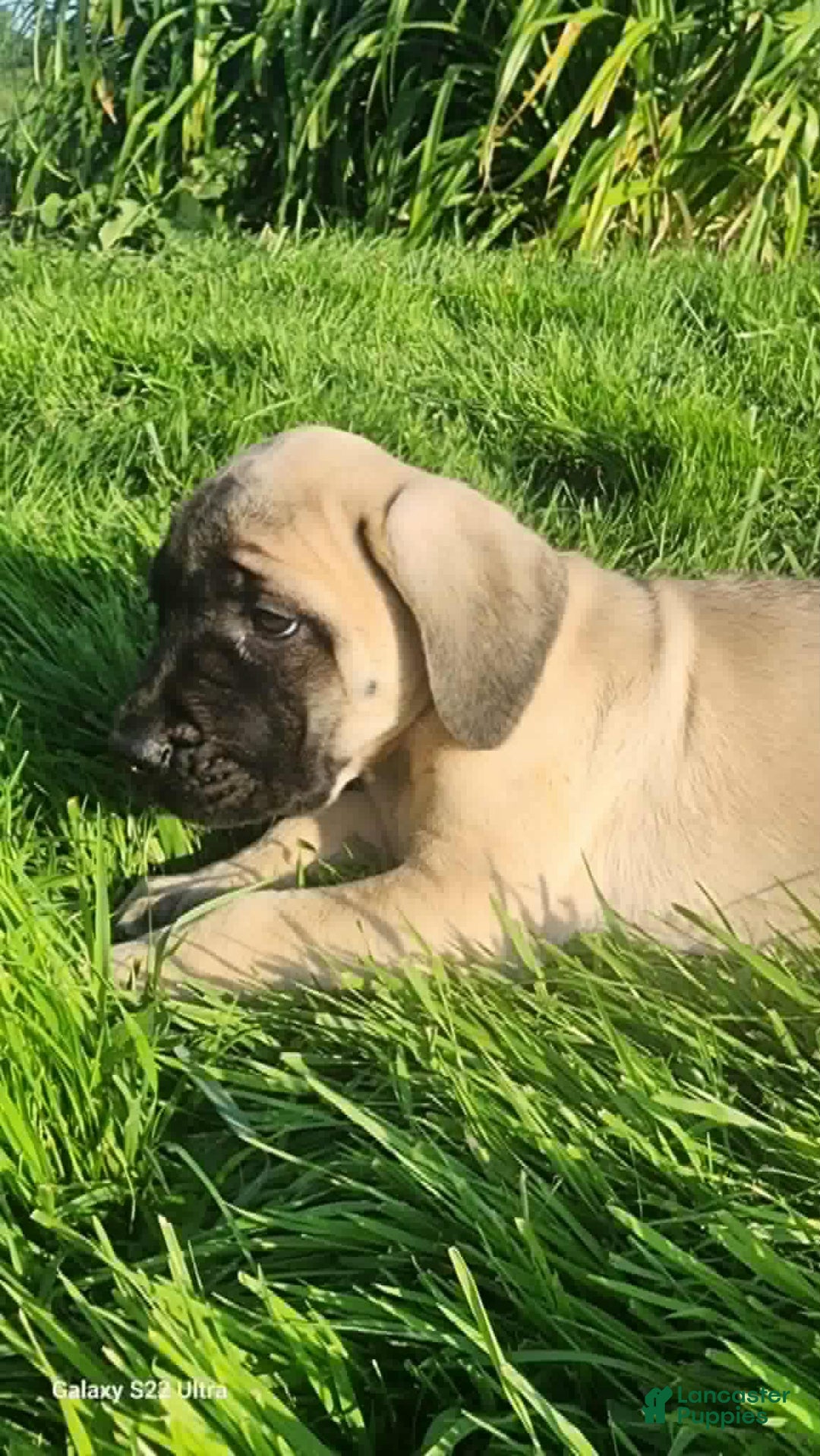 English Mastiff dogs for sale: Peanut - Image 16