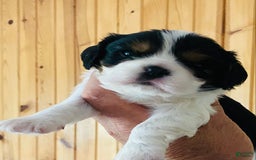Cavalier King Charles Spaniel dogs for sale: Tri - Image 3
