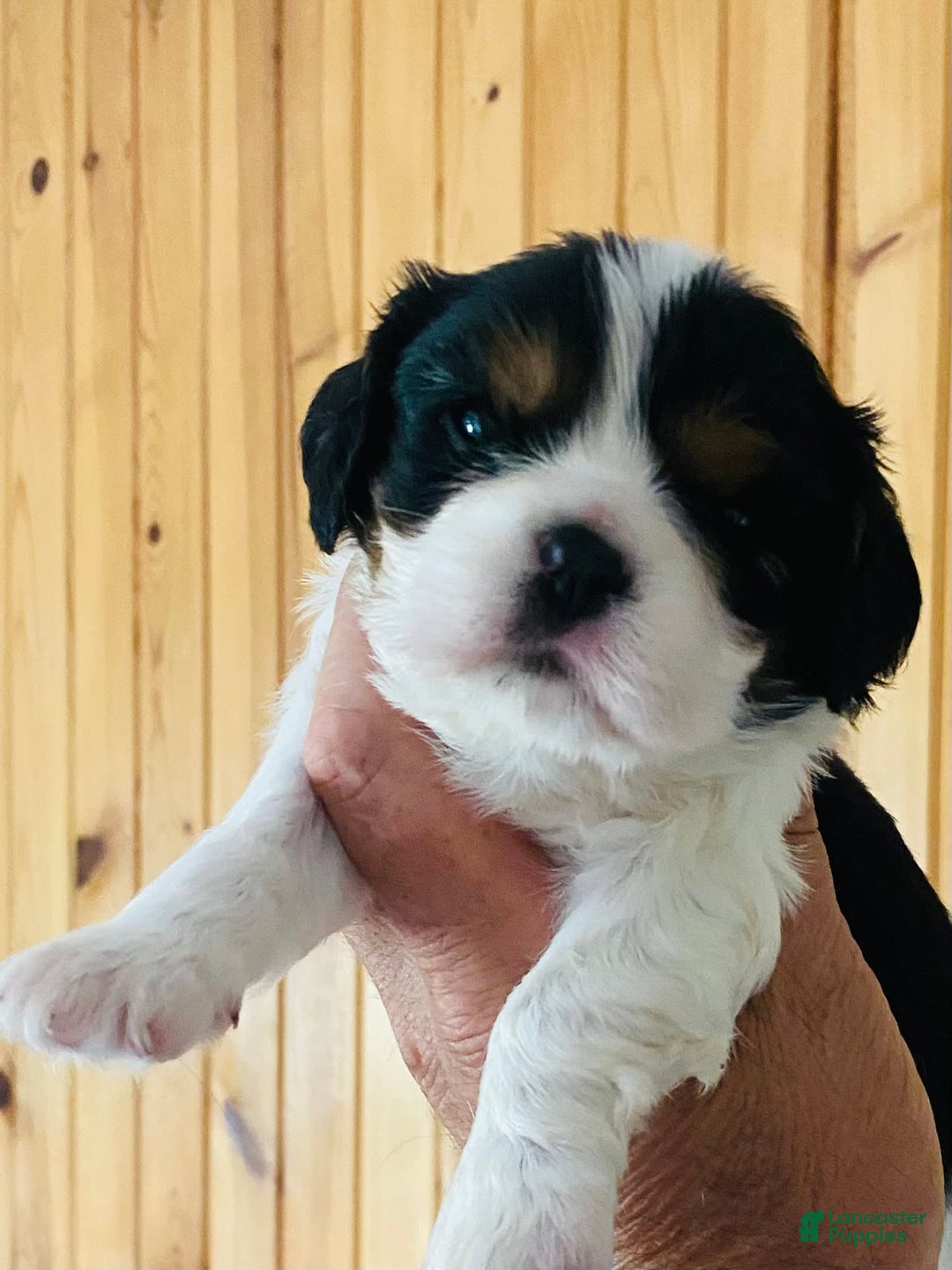 Cavalier King Charles Spaniel dogs for sale: Tri - Image 3