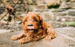 Cavapoo dogs for sale: Ruby - Image 4
