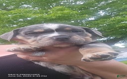 American Bully dogs for sale: Boss - Image 1