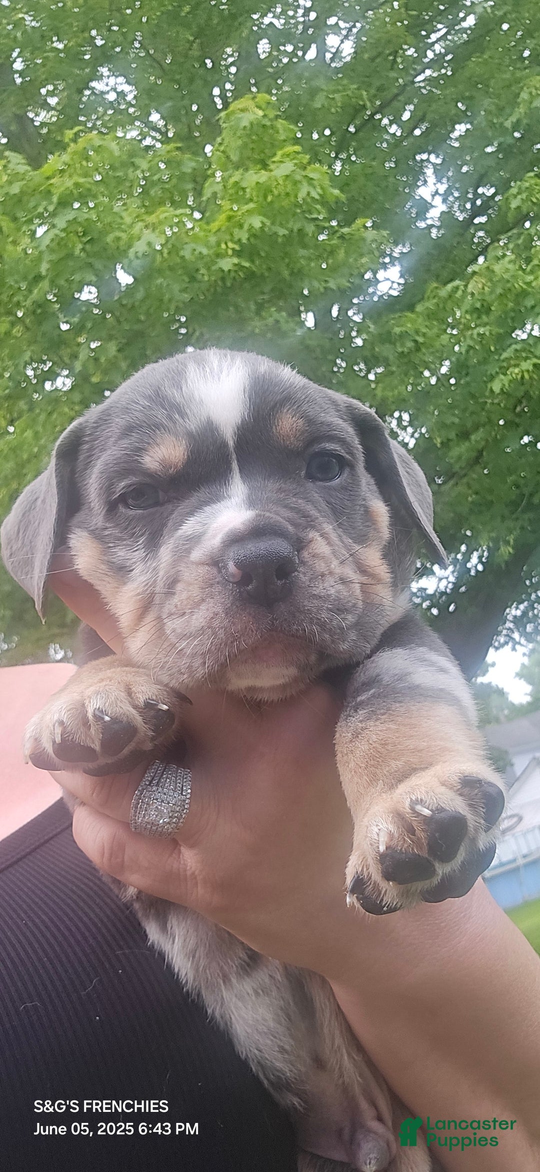 American Bully dogs for sale: Boss - Image 1