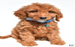 Mini Goldendoodle dogs for sale: Tom - Image 1