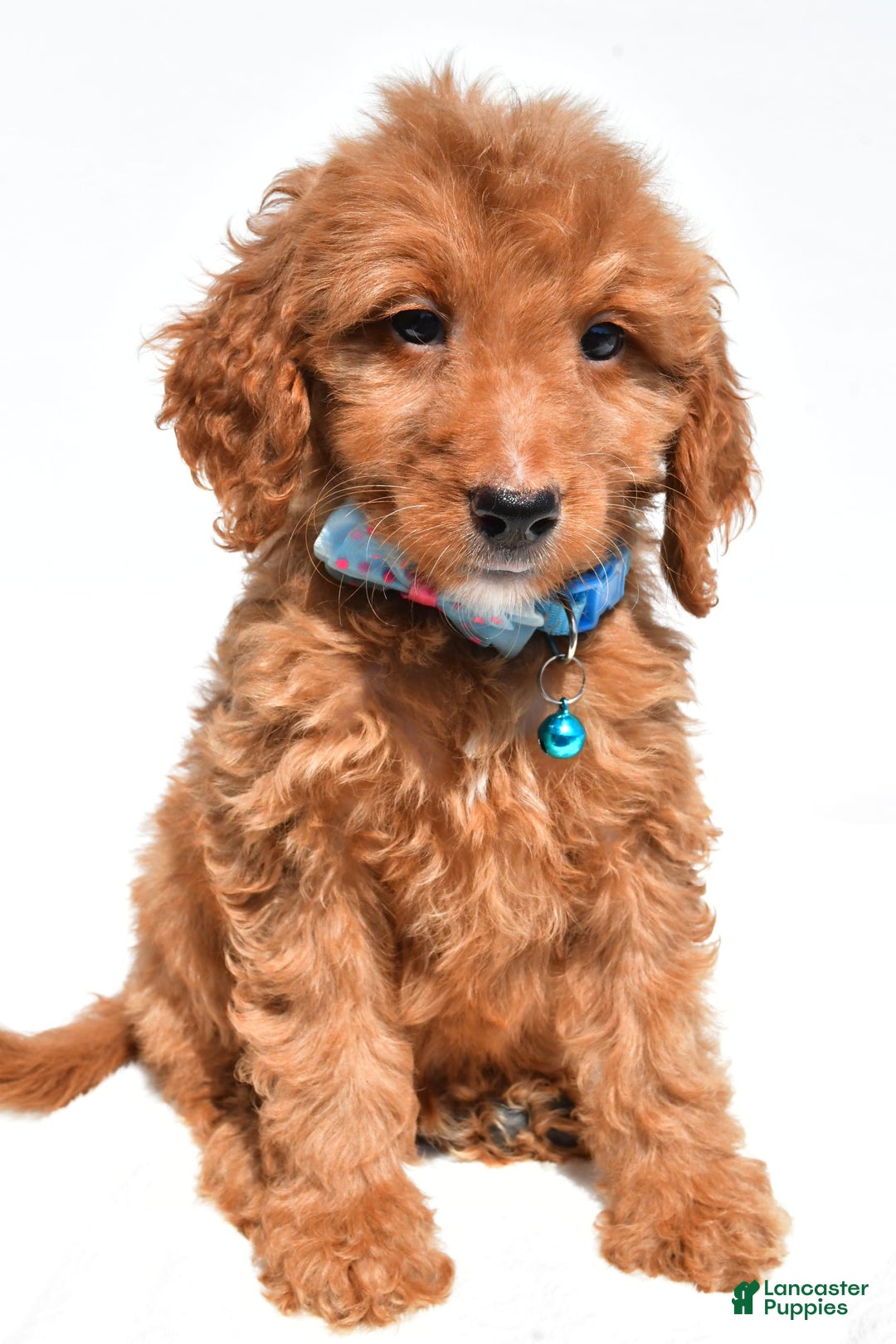 Mini Goldendoodle dogs for sale: Tom - Image 1