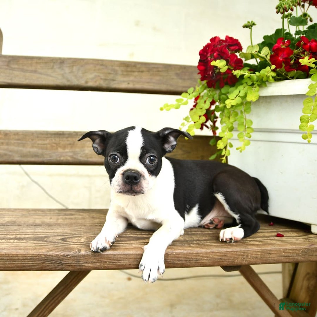Boston Terrier dogs for sale: Raven - Image 4