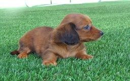 Miniature Dachshund dogs for sale: Abby - Image 8