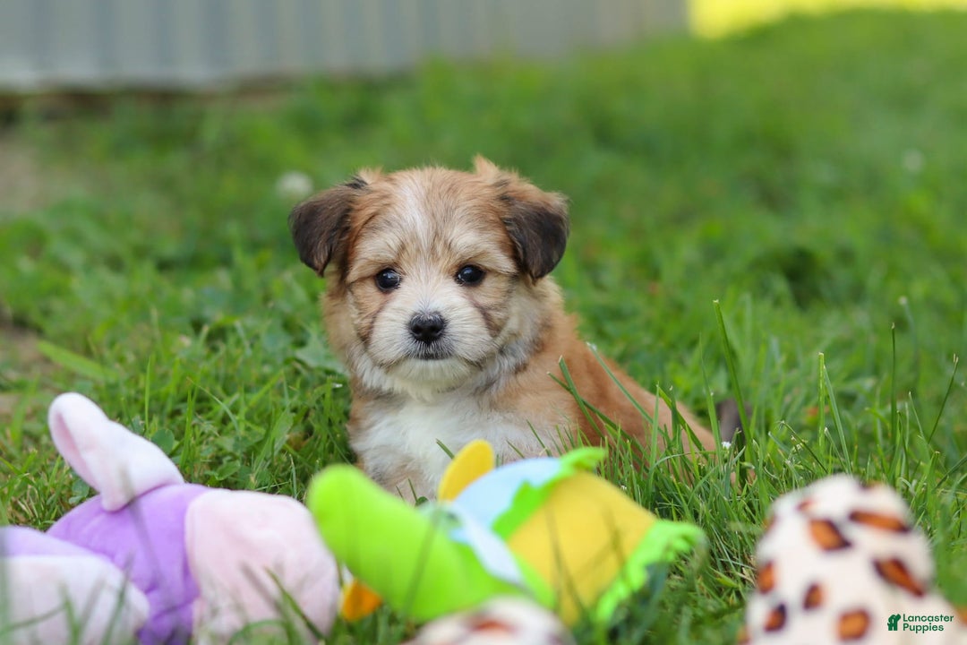 Morkie dogs for sale: Jesse - Image 3