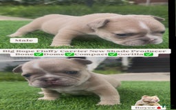 French Bulldog dogs for sale: Crown - Image 5