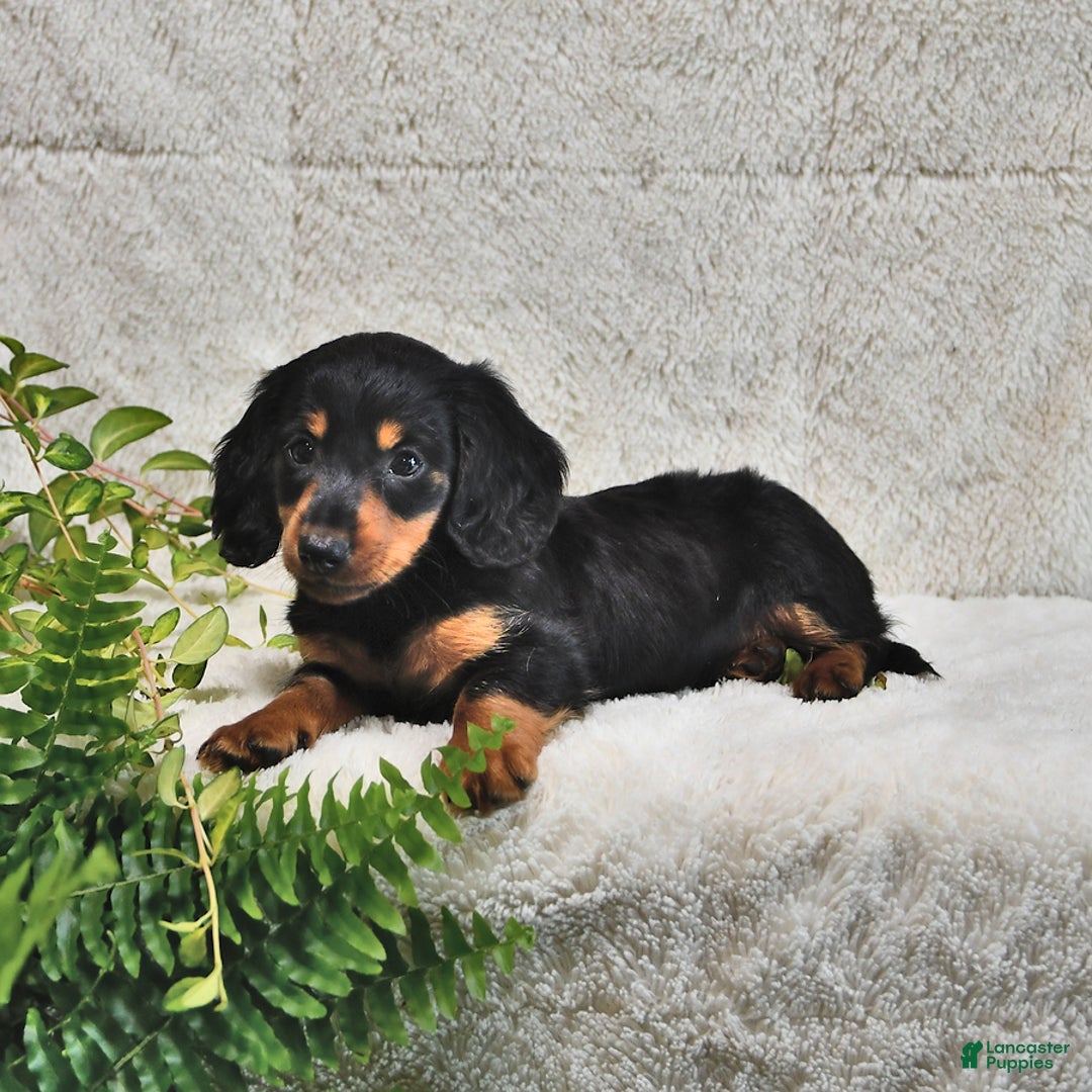 Miniature Dachshund dogs for sale: Donny - Image 4