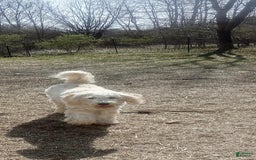 Standard Poodle dogs for sale: Riley James - Image 1