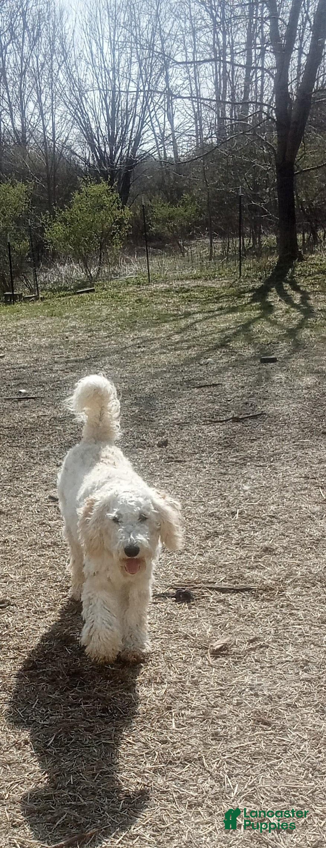 Standard Poodle dogs for sale: Riley James - Image 1