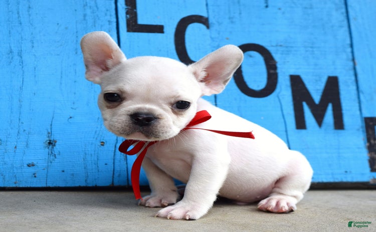 French Bulldog dogs for sale - Ad 4