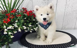 Samoyed dogs for sale: Charlie - Image 8