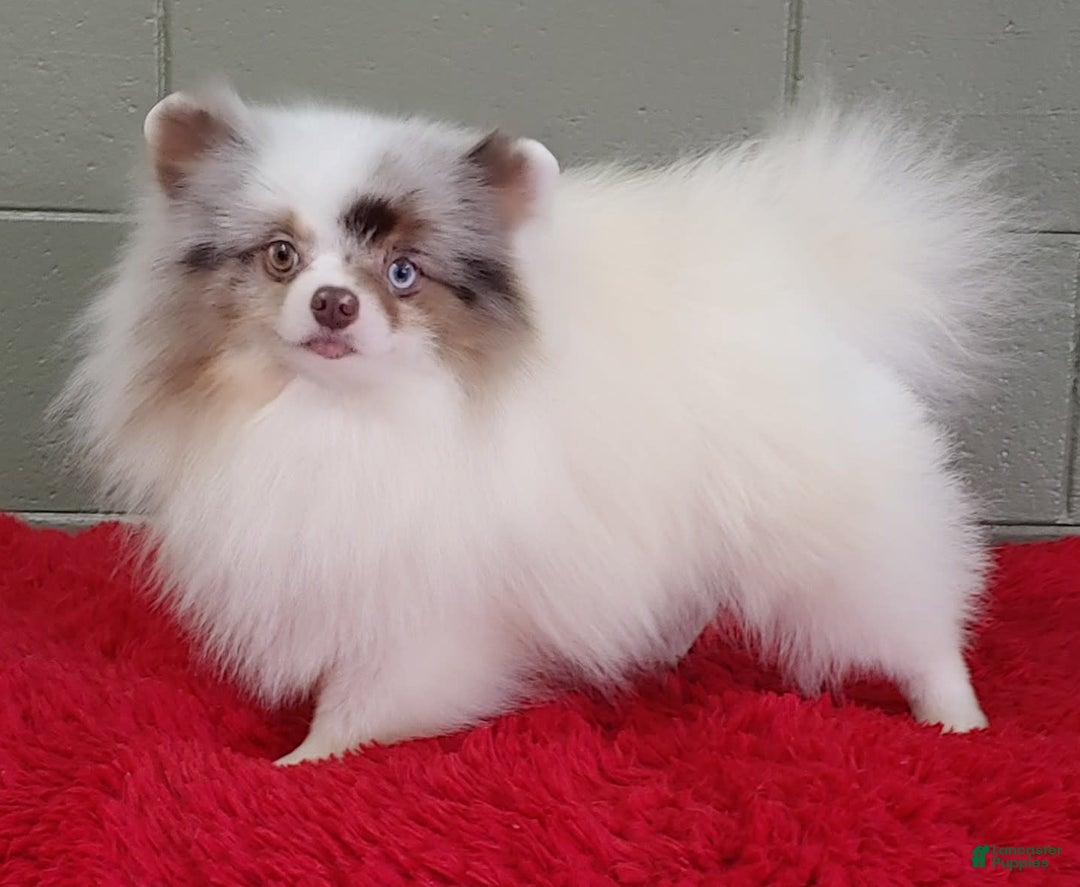 Pomeranian dogs for sale: Marley - Image 2