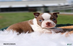Boston Terrier dogs for sale: Murphy - Image 1