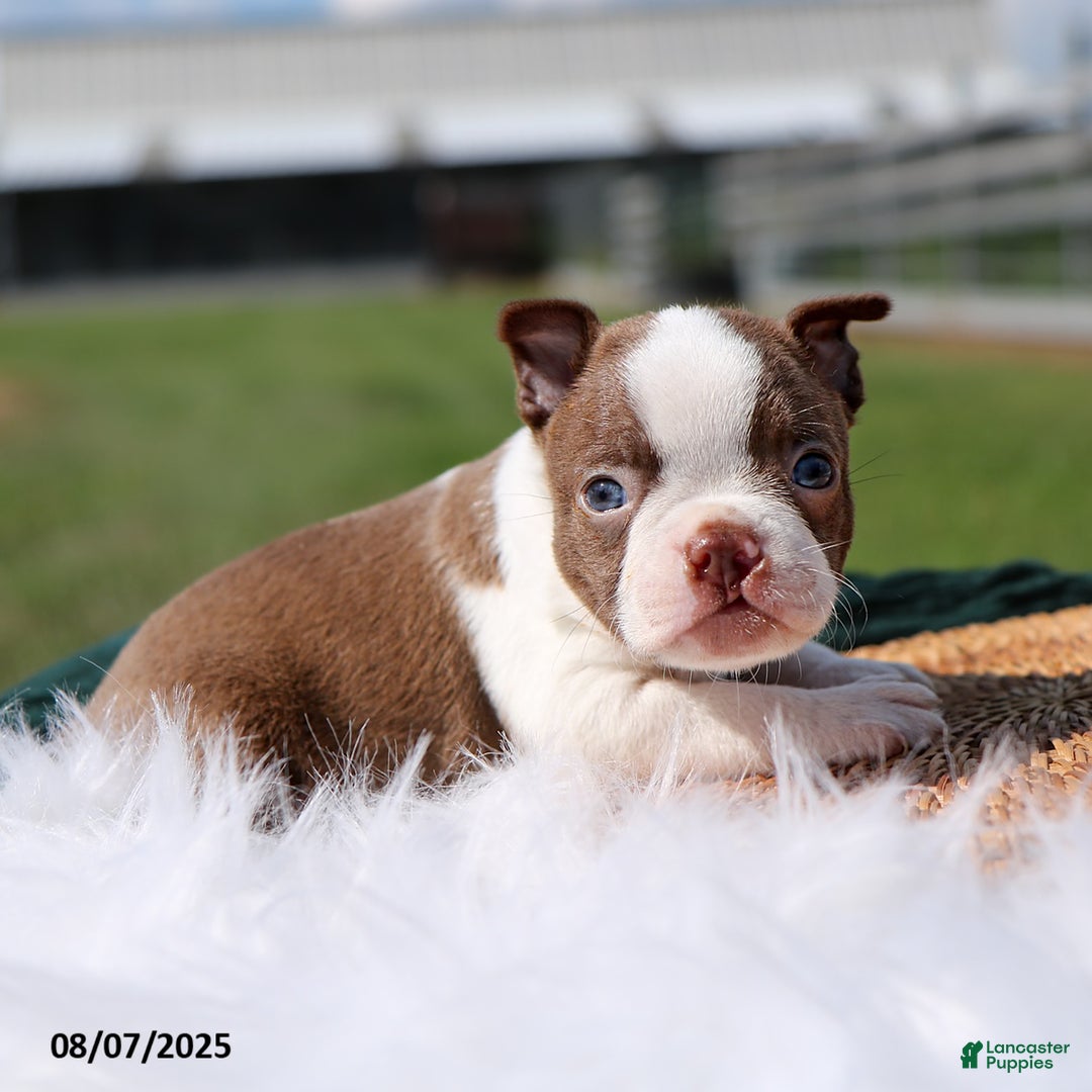 Boston Terrier dogs for sale: Murphy - Image 1